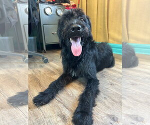 Meatball Mar 26 - Male Labradoodle Dog for Adoption - Photo #7