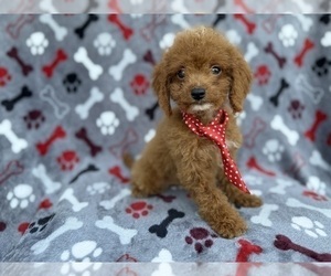 Cock-A-Poo Puppy for sale in LAKELAND, FL, USA