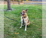 Joker (With Harley) - Male German Shepherd Dog Dog for Adoption - Small photo