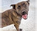 Small #1 Plott Hound Mix