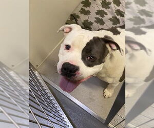 Mutt Dogs for adoption in Modesto, CA, USA