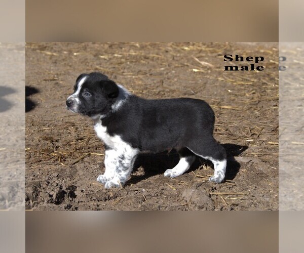 Medium Photo #5 Australian Cattle Dog-Border Collie Mix Puppy For Sale in CLARE, MI, USA