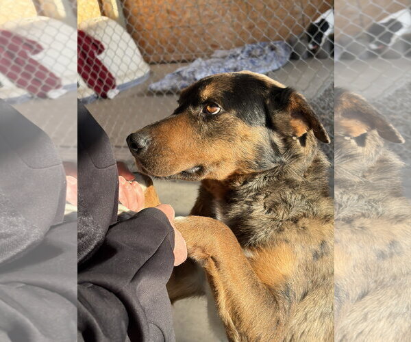 Medium Photo #2 Mutt Puppy For Sale in Emmett, ID, USA