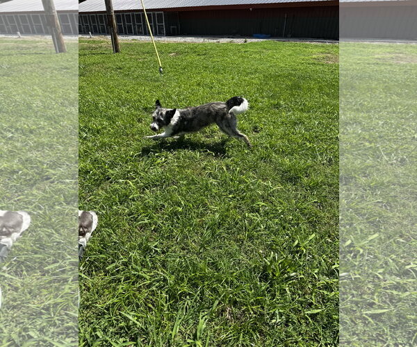 Medium Photo #4 Aussiedoodle Puppy For Sale in Corning, AR, USA