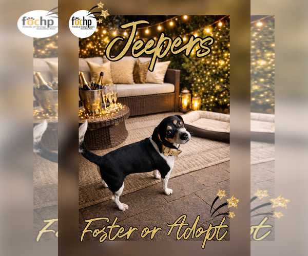 Medium Photo #1 Beagle-Unknown Mix Puppy For Sale in Menifee, CA, USA