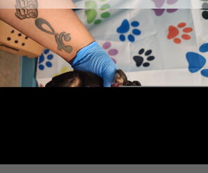 German Shepherd Dog Dogs for adoption in Houston, TX, USA