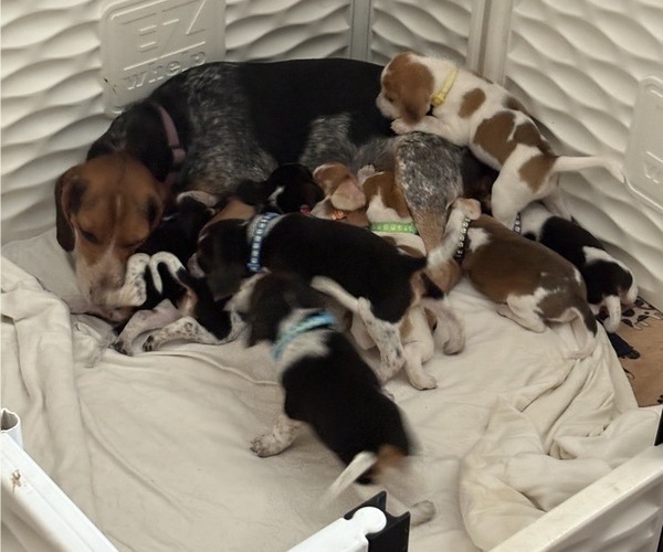 Medium Photo #1 Beagle Puppy For Sale in BROWNSVILLE, OR, USA