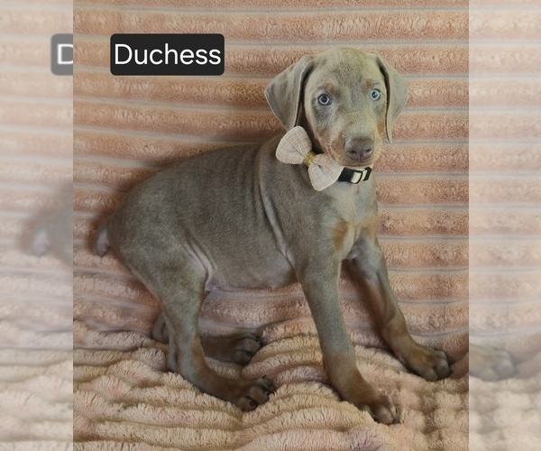 Medium Photo #3 Doberman Pinscher Puppy For Sale in ALBANY, OH, USA