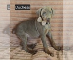 Small #2 Doberman Pinscher