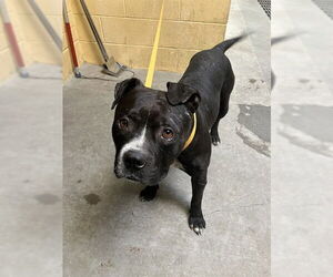 American Pit Bull Terrier Dogs for adoption in Stockton, CA, USA
