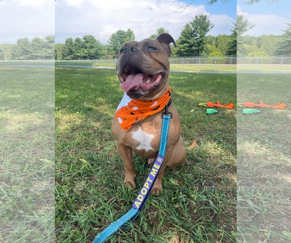 Medium Photo #28 American Bulldog-Unknown Mix Puppy For Sale in Derwood, MD, USA