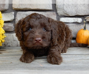 Miniature Labradoodle Puppy for sale in MILLERSBURG, OH, USA
