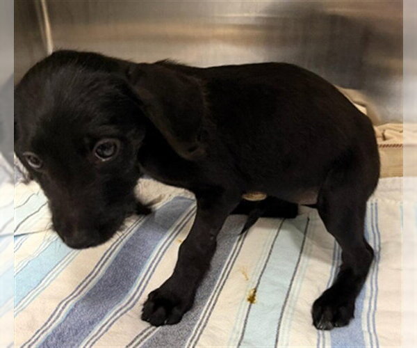 Medium Photo #1 Labrador Retriever Puppy For Sale in Fort Lauderdale, FL, USA