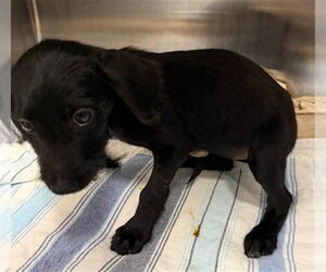 Labrador Retriever Dogs for adoption in Fort Lauderdale, FL, USA