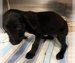 Small Labrador Retriever