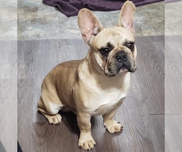Medium Photo #4 French Bulldog Puppy For Sale in SANDY HOOK, KY, USA