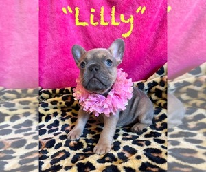 French Bulldog Puppy for Sale in HENRYETTA, Oklahoma USA