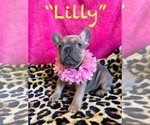 Small French Bulldog