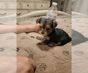 Yorkshire Terrier Puppy for sale in SALEM, OR, USA