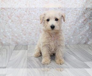 Poodle (Standard)-West Highland White Terrier Mix Puppy for sale in MARIETTA, GA, USA