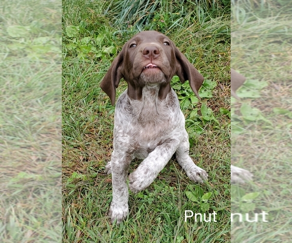 Medium Photo #4 German Shorthaired Pointer Puppy For Sale in HARMONY, PA, USA