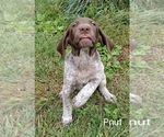 Small Photo #4 German Shorthaired Pointer Puppy For Sale in HARMONY, PA, USA