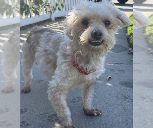 Medium Photo #6 Maltese-Unknown Mix Puppy For Sale in Newport Beach, CA, USA