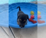Small #1 Catahoula Leopard Dog-German Shepherd Dog Mix
