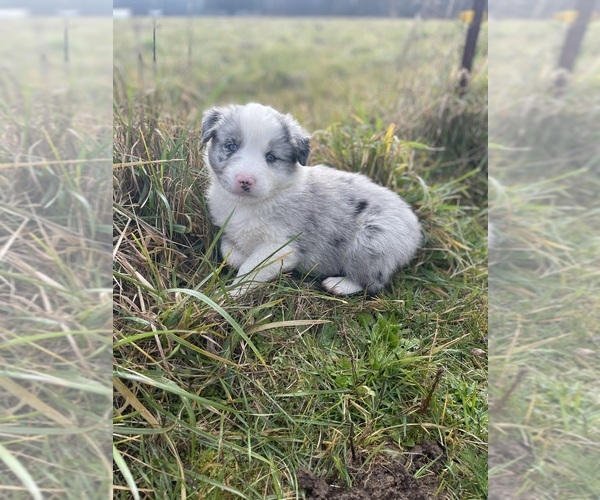 Medium Photo #1 Australian Shepherd Puppy For Sale in ONALASKA, WA, USA