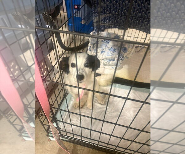 Medium Photo #1 Cock-A-Poo-Shih Tzu Mix Puppy For Sale in Aurora, IN, USA