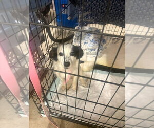 Cock-A-Poo-Shih Tzu Mix Dogs for adoption in Aurora, IN, USA