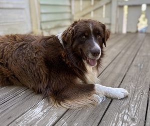 Father of the Australian Shepherd puppies born on 06/26/2025