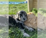 Small Photo #12 Goldendoodle Puppy For Sale in ALLENDALE, MI, USA