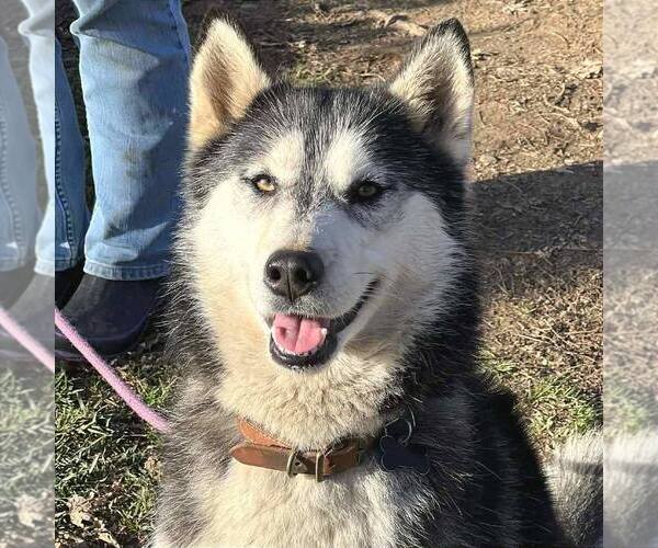 Medium Photo #1 Siberian Husky Puppy For Sale in Martinsburg, WV, USA