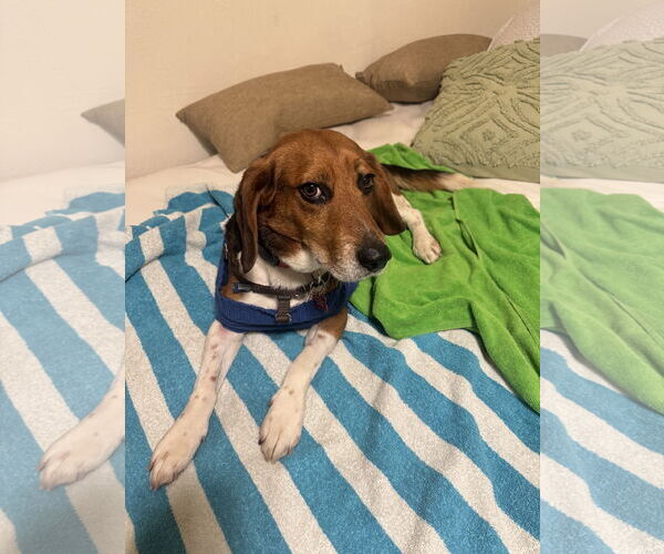 Medium Photo #6 Beagle Puppy For Sale in Tampa, FL, USA