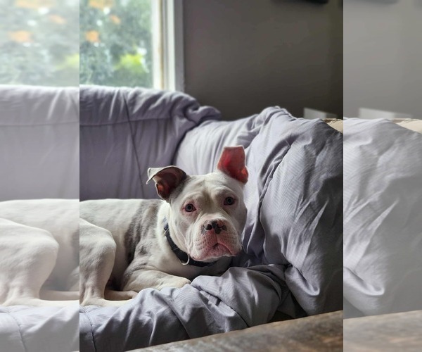 Medium Photo #6 Free-Lance Bulldog Puppy For Sale in Oro Medonte, Ontario, Canada