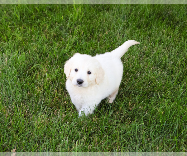 Medium Photo #2 English Cream Golden Retriever Puppy For Sale in SYRACUSE, IN, USA