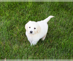 Small #1 English Cream Golden Retriever