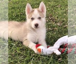 Small Photo #8 Siberian Husky Puppy For Sale in SILEX, MO, USA