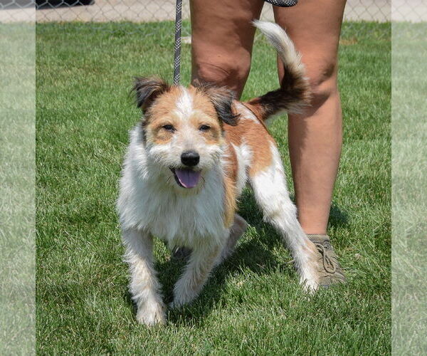 Medium Photo #5 Red Heeler-Unknown Mix Puppy For Sale in Huntley, IL, USA