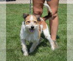 Small #4 Red Heeler Mix
