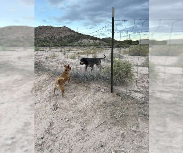 Medium Photo #5 Bluetick Coonhound Puppy For Sale in Williamsburg, NM, USA