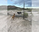 Small #4 Bluetick Coonhound