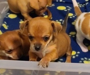 Chihuahua Puppy for Sale in PUEBLO, Colorado USA