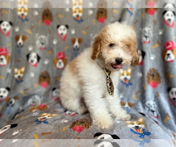 Medium Photo #7 Cockapoo Puppy For Sale in LAKELAND, FL, USA
