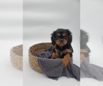 Small Photo #5 Cavalier King Charles Spaniel Puppy For Sale in GOSHEN, IN, USA