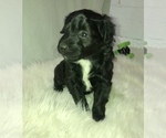 Small Photo #2 Aussiedoodle Miniature  Puppy For Sale in GOSHEN, IN, USA