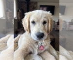 Small #4 English Cream Golden Retriever