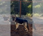 Small #2 German Shepherd Dog