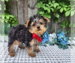 Image preview for Ad Listing. Nickname: Little Timmy